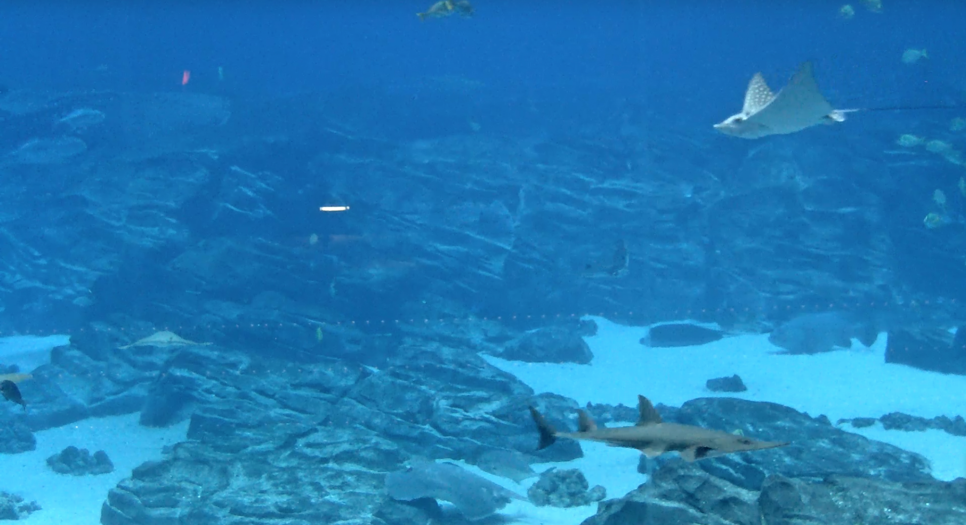 Georgia Aquarium